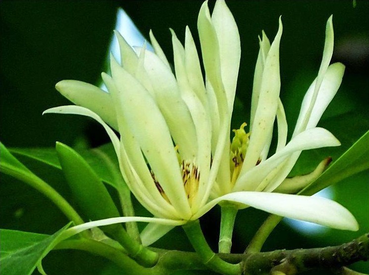 白蘭花