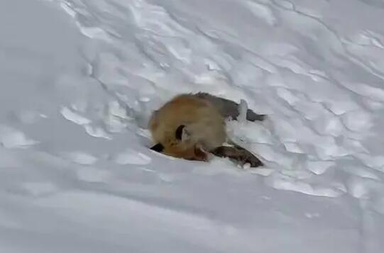 網紅狐貍死在雪地里